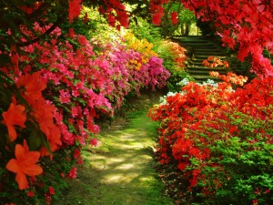 beautiful-garden-2