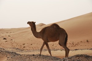 camel