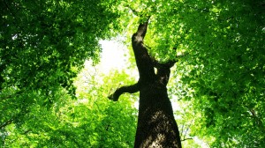 green-tree-wallpaper-3